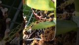 Phòng trị bệnh rỉ sét vàng lá cho phong lan! | Orchivi.com