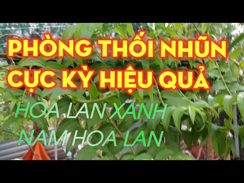 Phong benh va tri benh hoa lan - https://www.youtube.com/watch?v=qMQNlYZTo28