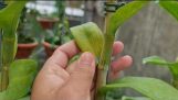 Nấm kẽ lá cây phong lan,cách phòng tránh và trị bệnh. | Orchivi.com