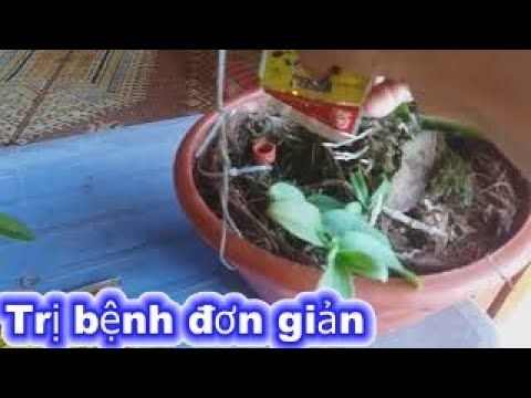 Phong benh va tri benh hoa lan - https://www.youtube.com/watch?v=f7n4BYQsWaQ