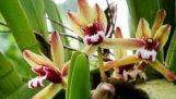 Cách phòng và trị bệnh sần lá của hoa lan kiếm | Orchivi.com