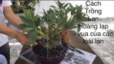 Cách trồng lan Hoàng lạp – Sơn thuỷ tiên đẹp | Orchivi.com