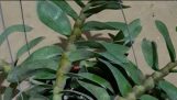 PHONG LAN RỪNG// Chia sẻ kinh nghiệm phòng, chữa bệnh cho cây lan Quý báu | Orchivi.com