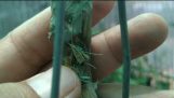 Xịt phòng và trị bệnh thối nhũn cho lan trong mùa mưa | Orchivi.com