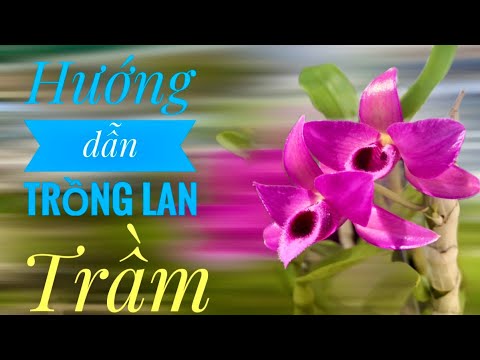 cách trồng hoa lan - https://www.youtube.com/watch?v=2p1FRSiaWx0