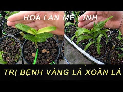 Phong benh va tri benh hoa lan - https://www.youtube.com/watch?v=9WgRwulhL0w