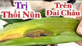 Trị Thối Nũn. Vườn Lan Hương Cau. #kinhnghiemtronglan. #vuonlanhuongcau. #thoinun | Orchivi.com