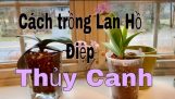 Trồng hoa Lan thủy canh – hướng dẫn trồng hoa Lan bằng đất nung!!! Trồng hoa Lan ở Mỹ #6 | Orchivi.com