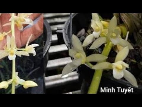 Các loại hoa lan - https://www.youtube.com/watch?v=-Nd9ERpF6Cs