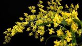 Top 10 loài hoa lan đẹp và dễ trồng nhất hiện nay | Orchivi.com