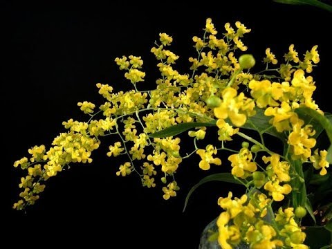 Các loại hoa lan - https://www.youtube.com/watch?v=cFQF6LlkQgc
