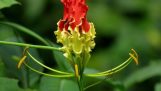 Top 7 Loài hoa đẹp và đắt nhất thế giới | Orchivi.com