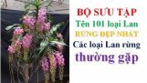 BỘ SƯU TẬP TÊN 101 LOẠI LAN RỪNG ĐẸP NHẤT+Name of 101 forest orchids | Orchivi.com