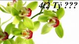 7 loài hoa lan đẹp và đắt đỏ nhất thế giới – THT Pro 5 | Orchivi.com