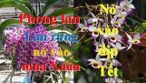 Hoa phong lan nở vào dịp Tết. Các loại hoa lan rừng nở vào mùa Xuân. Hoa lan chơi Tết | Orchivi.com
