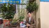 Chăm Sóc Lan Chơi Hoa Tết | Vườn lan hương cau | Orchivi.com