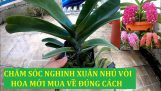 Chăm Sóc Nghinh Xuân Đã Nhú Vòi Hoa Khi Mới Mua Về ! Hoa Lan Lâm Hoài | Orchivi.com