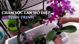 Chăm sóc lan hồ điệp – orchid care by toan trinh – lan ho diep | Orchivi.com