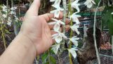 Hướng dẫn trồng vằ chăm sóc lan Hoàng thảo vôi trắng | Orchivi.com