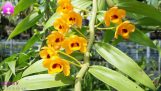 Kỹ thuật trồng và chăm sóc phi điệp vàng | Chia sẻ của NGUYỄN NGỌC HÀ #Sanhoalan | Orchivi.com