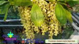 Thanh đạm Indonesia: Dòng lan dễ chăm sóc, dễ ra hoa, hương thơm quyến rũ [HOA LAN NGỌC ANH] | Orchivi.com