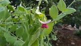 How to grow organic peas from seeds step by step | Orchivi.com