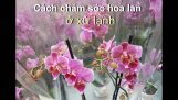 V63 – Cuộc sống Đức Chia sẻ cách chăm sóc hoa lan Orchid ở xứ lạnh Tram Nguyen Germany | Orchivi.com