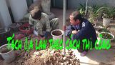 How to grow orchids, Cymbidium, Cymbidium separation technique by manual methods | Orchivi.com
