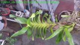 cách chăm sóc hoa lan rừng , hoa lan tai châu | Orchivi.com