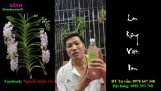 Cách Chăm Sóc Lan Phi Điệp Ra Hoa Tốt || NHỮNG KINH NGHIỆM CHĂM SÓC PHONG LAN CHO NGƯỜI MỚI | Orchivi.com