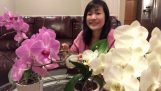 Cách chăm sóc hoa lan cho mỗi năm đều ra hoa.(take care of orchids for every year they flower) | Orchivi.com