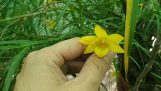 Cách trồng+kinh nghiệm trồng phong lan trúc đen. | Orchivi.com