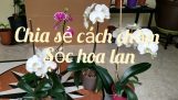 Chia sẻ cách chăm sóc hoa lan tươi tốt quanh năm | Orchivi.com