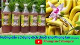 Sử dụng Dịch chuối chăm sóc Hoa phong lan hằng ngày với Phong lan TV | Orchivi.com