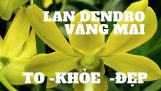 LAN DENDRO VÀNG MAI – TRANG TRÍ NHÀ QUÁ SANG- Chăm sóc hoa lan | Orchivi.com