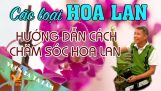 Các loại Hoa Lan: Cách chăm sóc, dưỡng cây ra hoa quanh năm I Cây nào đất đó I Cắt cành sao cho đúng | Orchivi.com