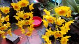 Trồng và chăm sóc lan Hoàng lạp || Một số lưu ý khi trồng phong lan | Orchivi.com