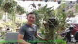 Phương pháp trồng & chăm sóc Phong Lan Hoàng Nhạn Tháng Tám | Kiên Phong Lan | Orchivi.com