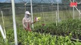 Chăm sóc cây hoa lan bán Tết | Orchivi.com
