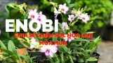 Chia sẻ Dendro chớp cực đẹp và chia sẻ chăm sóc hoa lan mùa mưa | Orchivi.com