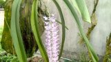 Vẻ đẹp kiêu sa của hoa lan  đuôi chồn( Sóc ta)- Cách trồng và chăm sóc | Orchivi.com