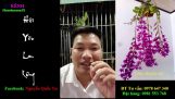 KINH NGHIỆM CHĂM SÓC HOA PHONG LAN || Cách Kích Hoa Đầu Ngọn Ươm Kei Cắt Khúc lan Phi điệp | Orchivi.com