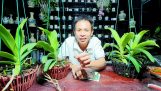 Cách chăm sóc hoa lan đai châu nở hoa dịp Tết | Orchivi.com
