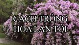 Hướng dẫn trồng và nhân giống hoa Lan Tỏi (ánh hồng) cực đẹp | Orchivi.com