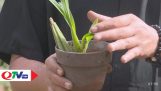 Kỹ thuật trồng và chăm sóc hoa lan vũ nữ | QTV | Orchivi.com
