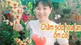 Hướng dẫn chăm sóc hoa lan bị ốm còi | Orchivi.com