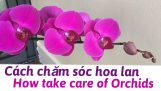 Cách chăm sóc Hoa Lan-How take care of Orchids- Cuộc sống mới | Orchivi.com