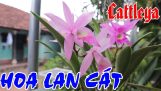 Kỹ thuật trồng và chăm sóc hoa cát lan – Nữ hoàng các loài hoa – Cattleya  orchids | Orchivi.com