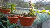 Tác dụng của ánh nắng mặt trời vào cây lan trong chăm sóc hoa lan. | Orchivi.com