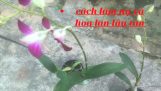 Cách chăm sóc hoa lan đang nụ và đang hoa lâu tàn.. | Orchivi.com